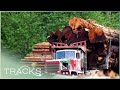 TIMBER! Real Lumberjacks Of Canada | TRACKS