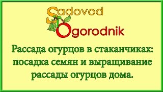 Рассада огурцов в стаканчиках: посадка семян и выращивание рассады в домашних условиях.