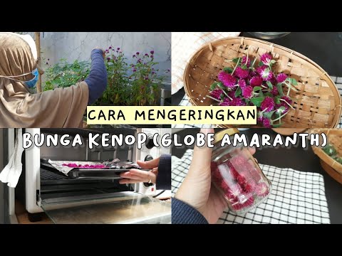 CARA MENGERINGKAN BUNGA KENOP ( GLOBE AMARANTH ) DENGAN OVEN