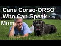 The dog Cane Corso can speak mum.