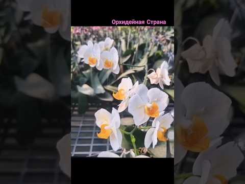 Новый сорт -