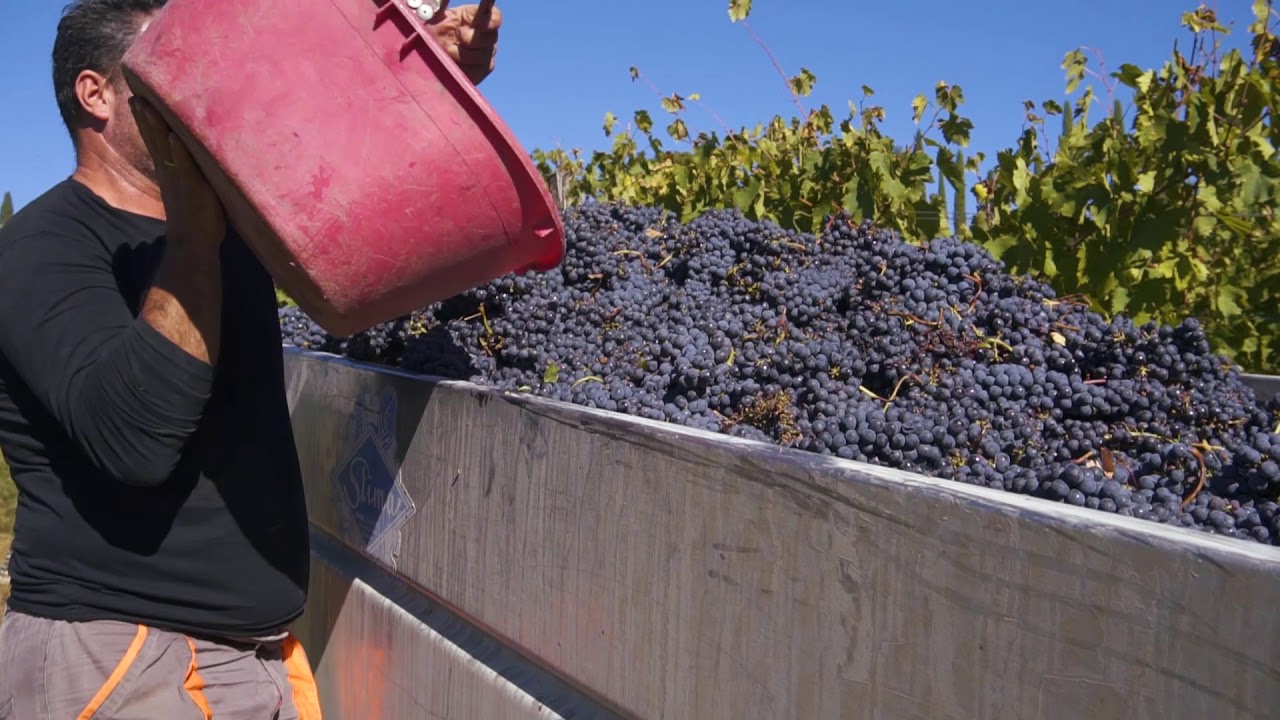 The Harvest at Dievole