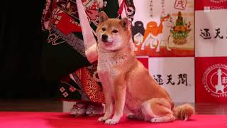 通天閣で干支の引継ぎ式