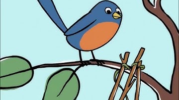 Chirp crying : 🐦 😭