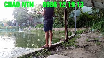 Fishing Hồ Bin Bin - Tân Thông Hội - Củ Chi / Cháo NTN