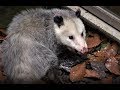 We rescued a fuzzy Opossum from being trapped in freezing weather!