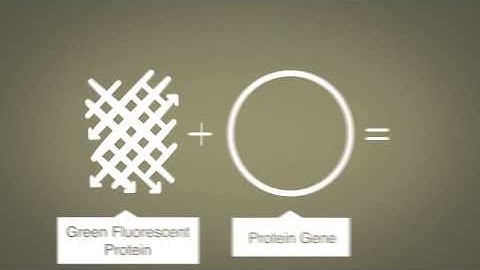 Cell animation - fluorescence microscopy