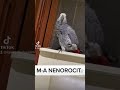 Talented Parrot Singing Messenger Ringtone 