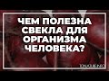 Чем полезна свекла для организма человека? | toNature.Info