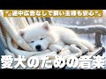 犬が落ち着く音楽 (12時間広告なし) 🐶 愛犬が落ち着く曲 | 長時間のお留守番 / vol.728