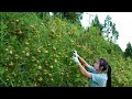 Rosa Roxburghii: Pure Wild Fruit on Guizhou Plateau