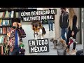 ¿CÓMO DENUNCIAR EL MALTRATO ANIMAL EN MÉXICO? 🐶🐱🦁🐻 Todo lo que necesitas saber