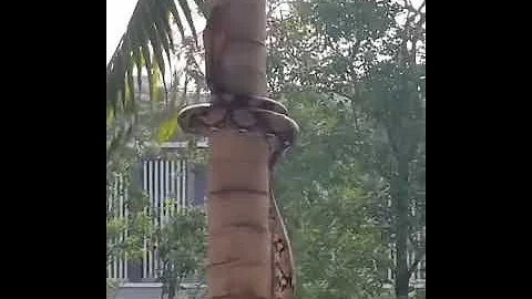 А вы видели как змея забирается на дерево?