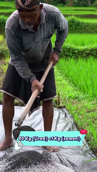 Petani cerdas ungkap rahasia Urea   semen untuk tanaman padi #agrikultur #pertanian #sawah #agro
