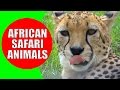 African Safari Animals for Kids - Children Learn African Animals and African Wildlife Sounds