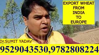 EXPORT WHEAT FROM INDIA TO EUROPE