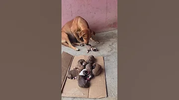 لقيت ٧ كلاب Foryou Pitbul Pitbull Dog اكسبلور كلاب Americanpittbull Pets 
