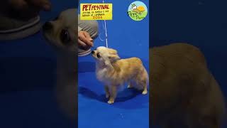 PET FESTIVAL 2024  french bulldog, afghan hound