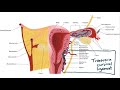Female Ligaments and Local Structures - Pelvic Anatomy | USMLE Step 1 OBGYN Review