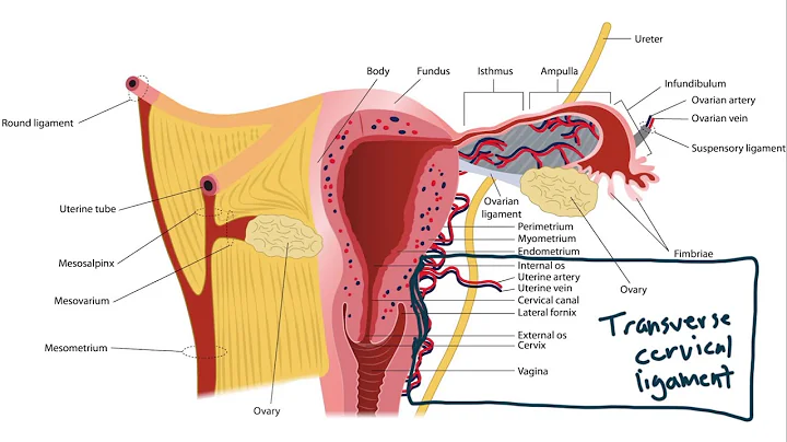 USMLE Step 1 Anatomy - Female Ligaments and Local Structures