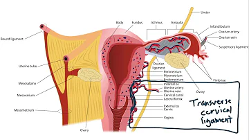 USMLE Step 1 Anatomy - Female Ligaments and Local Structures