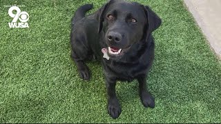 Capitol Police get a comfort dog | Get Uplifted