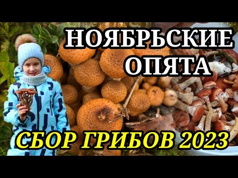 ОПЯТА В НОЯБРЕ. Сбор грибов в Беларуси 2023. Осенние опята. Белые грибы