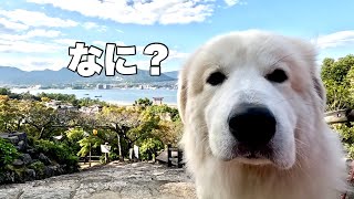 【モテモテ超大型犬】宮島で散歩をしたら、いろんな方にムギは愛されました。