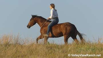 Teles Sumpin***For info, price, etc., go to our website: ValleyViewRanch.net***