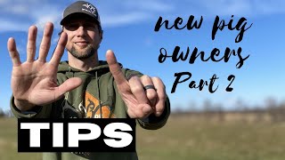 6 tips for raising kunekune pigs: Part 2 6 Tips For Raising Kunekune Pigs Part 1