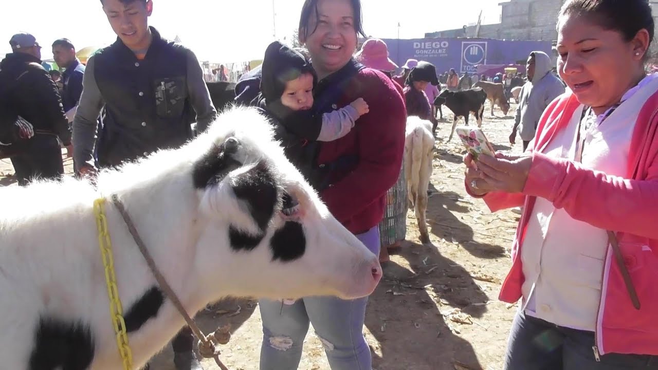 Conoce La Gran Subasta De Animales De San Francisco El Alto,  Wow Muy emocionadas de Estar Aqui!!