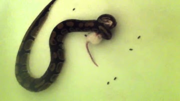 Ball python feeding on rat