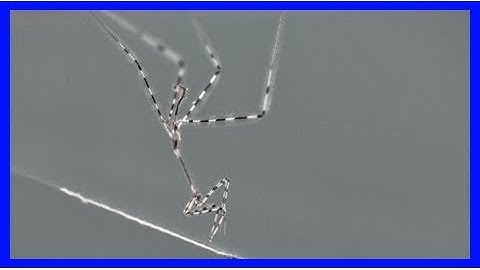 Video: assassin bugs ambush spiders in their own webs