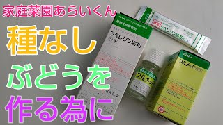 【シャインマスカット】第１６回、ジベレリン溶液の作り方【家庭菜園】