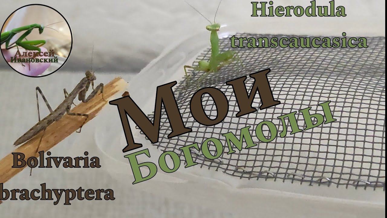 Мои богомолы! Hierodula Transcaucasia and Bolivaria Brachyptera (Stick и Безымянная)