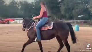 HARBOUR MASTER CAN BE SEEN AT WWW HORSEZIP COM ONLINE HORSE AUCTION