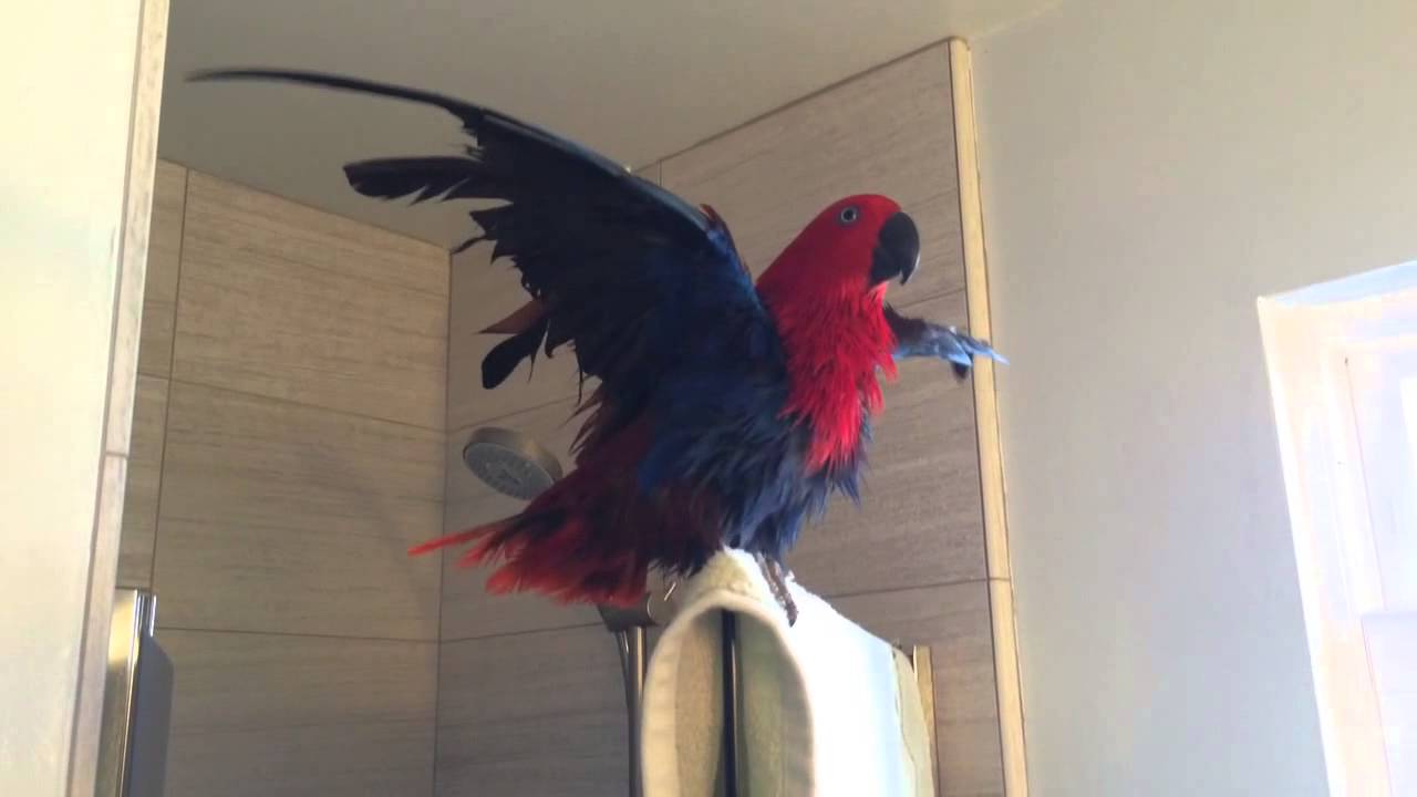 Eclectus Parrot Loves Drying Off After A Shower YouTube