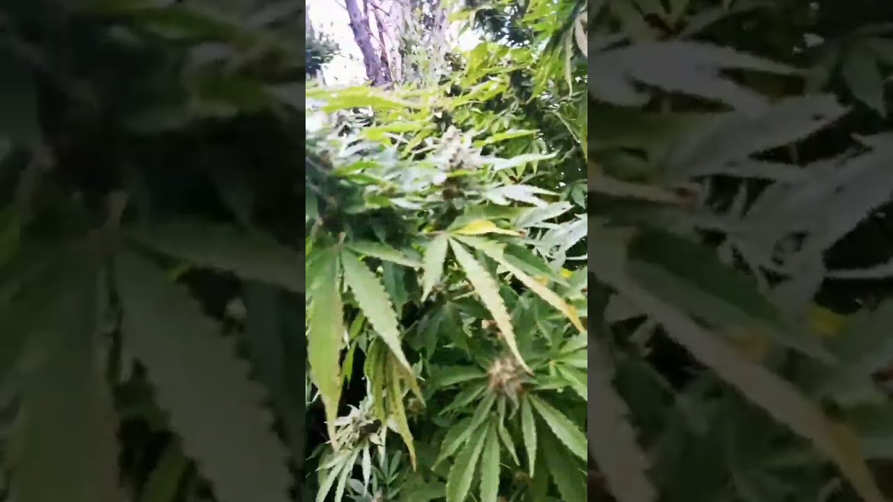 Educación.                   SUPER SKUNK