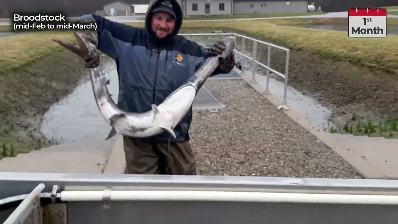 Paddlefish  Missouri Department of Conservation