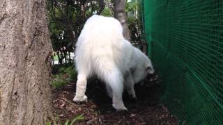 【グレートピレニーズ】ルンルン穴を掘ったけど入らない