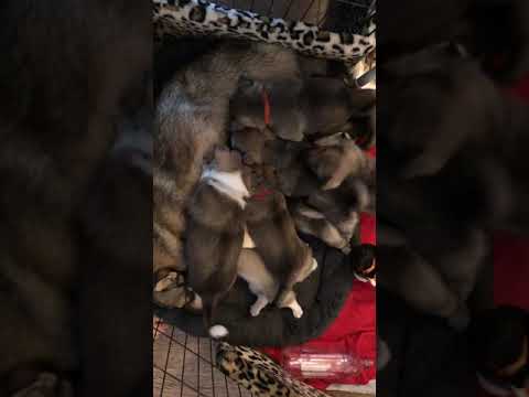 hilltop swedish vallhunds