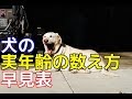 【愛犬のための知識】犬の年齢の数え方・早見表【犬を知る】