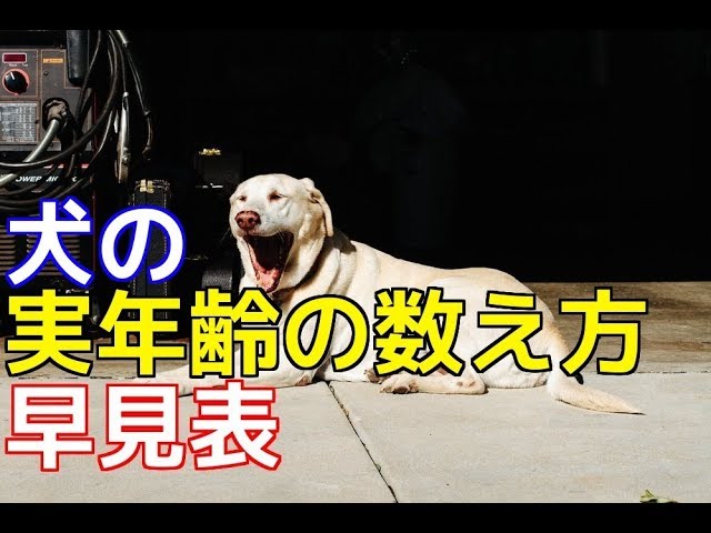 愛犬のための知識 犬の年齢の数え方 早見表 犬を知る Youtube 愛犬のための知識 犬の年齢の数え方 早見表 犬を知る Youtube