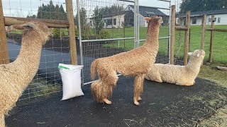 Meet my alpacas