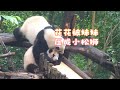52 panda      