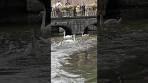 Video BEGIJNHOF/BEGUINAGE - BRUGES #bruges #brugge ... - YouTube