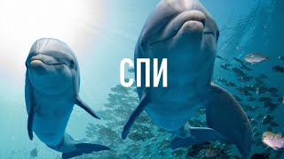 видео: СПИ С БИБЛИЕЙ: 8 Часов 50+ Наполненных Мудростью Библейских Мест Писания картинка: СПИ С БИБЛИЕЙ: 8 Часов 50+ Наполненных Мудростью Библейских Мест Писания