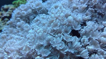 Xenia Coral Pulsing Hypnotically