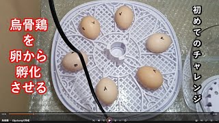 烏骨鶏を卵から孵化させるー孵化からヒヨコ誕生までの記録ー
