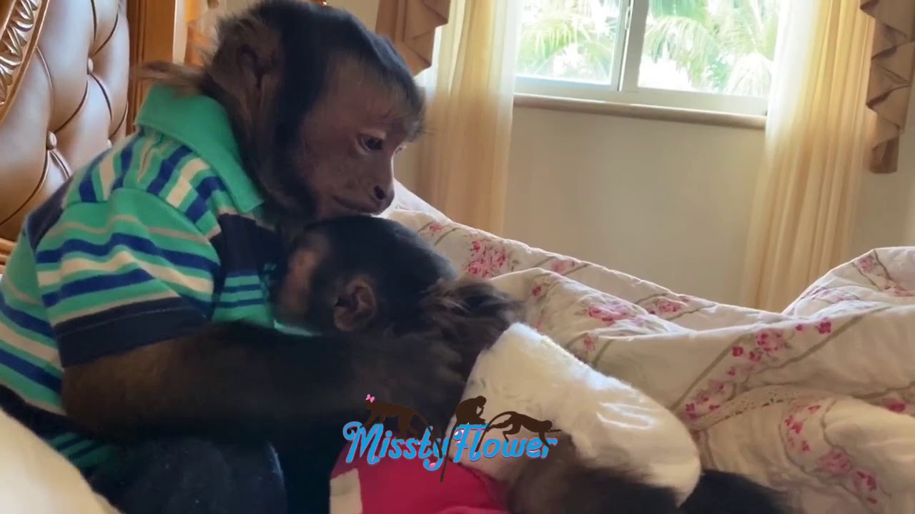 Monkey Toby babysits baby monkeytoo cute not to share ️ ️ ️ ️ ️